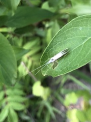 Plutella porrectella