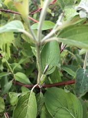 Plutella porrectella