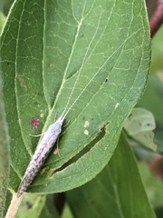 Plutella porrectella