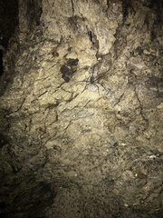 Neotama mexicana