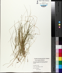 Carex leptalea leptalea