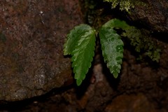 Elatostema stipitatum