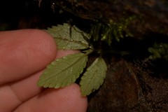 Elatostema stipitatum