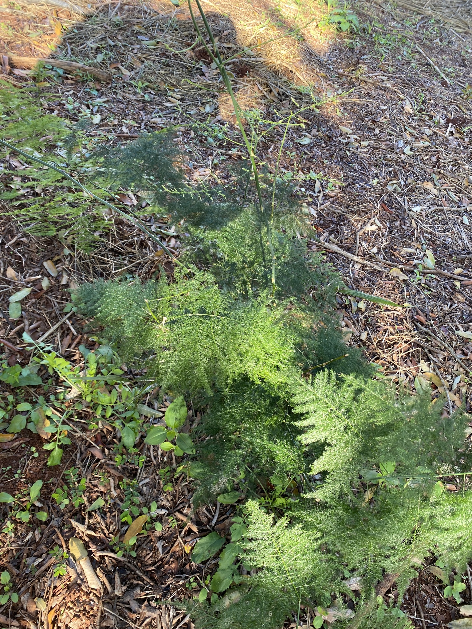 Asparagus setaceus