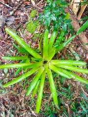 Vriesea ruschii