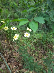 Potentilla recta