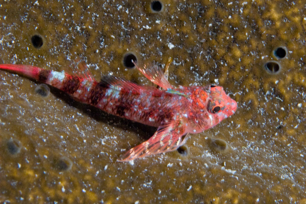 Matador Triplefin