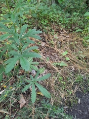 Potentilla recta