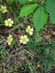 Potentilla recta