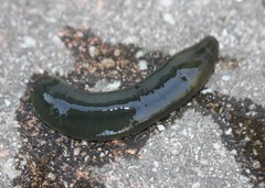 Trocheta