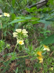 Potentilla recta