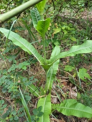 Dipsacus fullonum
