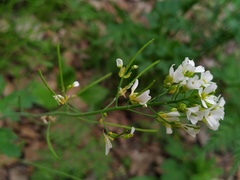 Arabidopsis suecica