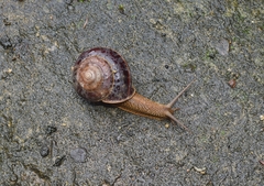 Nesiohelix yeni