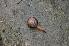 Nesiohelix yeni