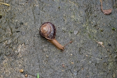 Nesiohelix yeni