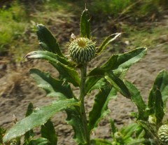 Cirsium