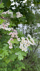 Crataegus monogyna
