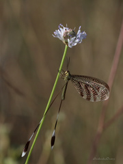 Nemoptera aegyptiaca