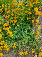 Lotus corniculatus