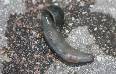 Trocheta