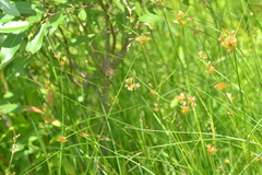 Juncus nodosus