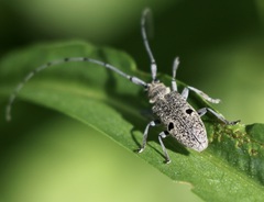 Microgoes oculatus