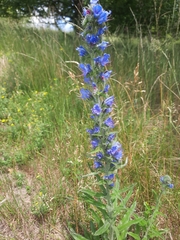 Echium vulgare
