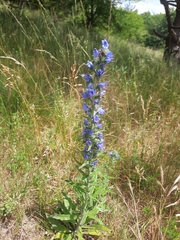 Echium vulgare