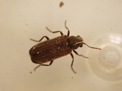 Grynobius planus