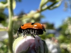 Clytra quadripunctata