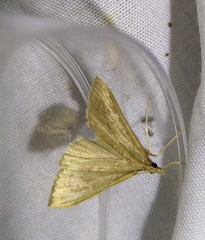 Udea ferrugalis