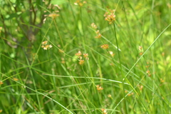 Juncus nodosus