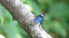 Microstylum oberthurii