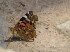 Vanessa cardui