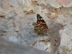 Vanessa cardui