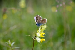 Polyommatus bellargus