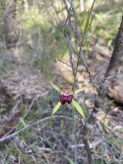 Caladenia paludosa