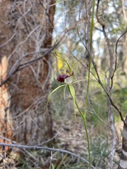 Caladenia paludosa