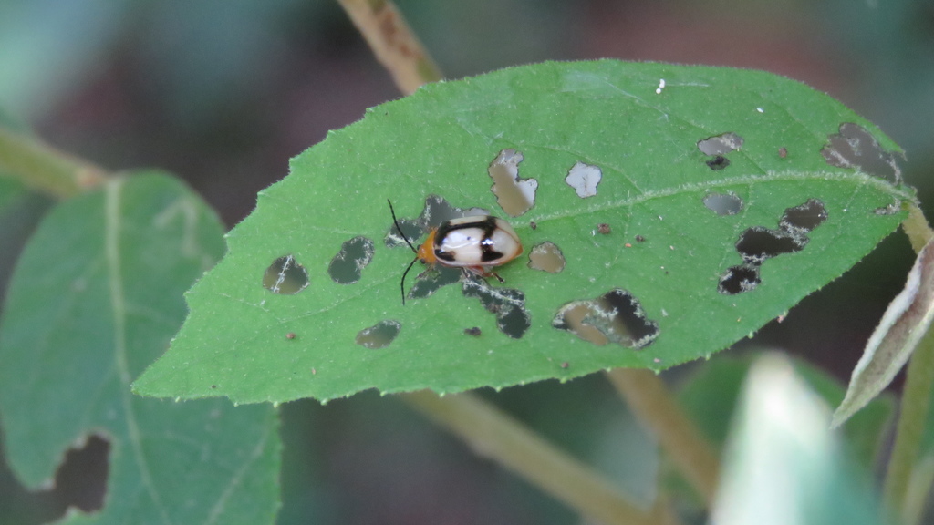 Hemipyxis balyi