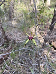 Caladenia paludosa
