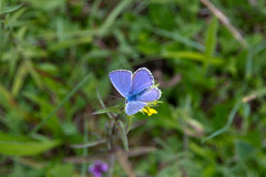 Polyommatus bellargus
