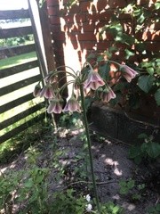 Allium siculum