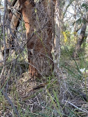 Caladenia paludosa