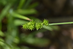 Carex conjuncta