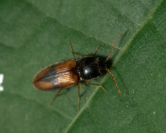Horistonotus curiatus