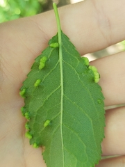 Eriophyes similis