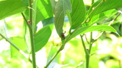 Cryptocephalus trifasciatus