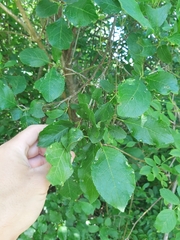 Eriophyes similis