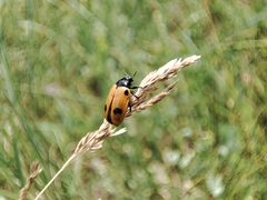 Clytra quadripunctata